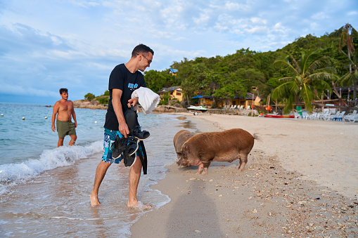 A pig walks on a white sandy beach among vacationers. Koh Samui, Thailand - 09.20.2022