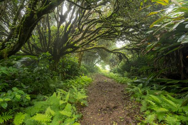 istock Cloud forest made by Charles Darwin in 19 century, Ascension island 1474619669