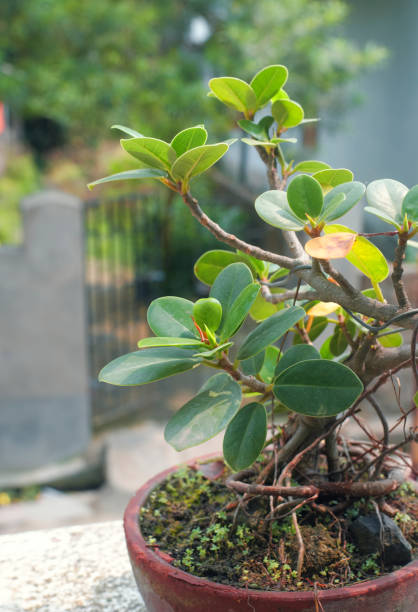 istock A healthy growing Chinese banyan tree in pot 1474620497