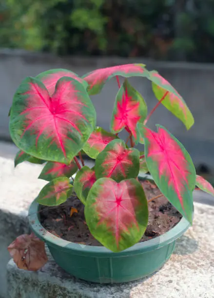 closeup of a healthy growing Caladium Hortulanum 'Rosebud', a popular exotic looking, indoor plant having beautiful bi-colour (pink and green) leaves.