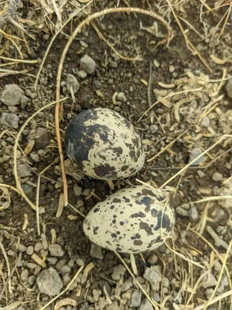 Scientific name of Eurasian stone curlew is Burhinus oedicnemus. There are two eggs of its