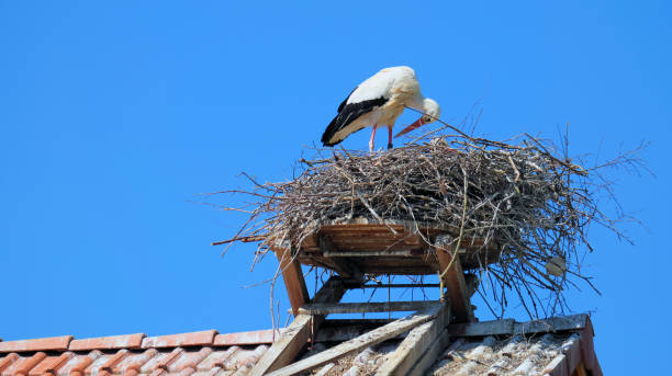 istock Stork standing in nest on roof 1474620588