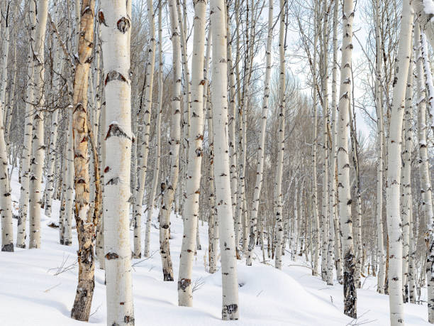 istock Forest of Aspen trees in winter 1474621179