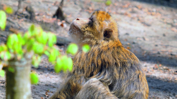 istock Young barbary ape sits on ground und looks up sideways 1474621221