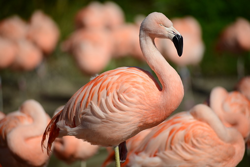 Pink Flamingos, Phoenicopterus chilensis