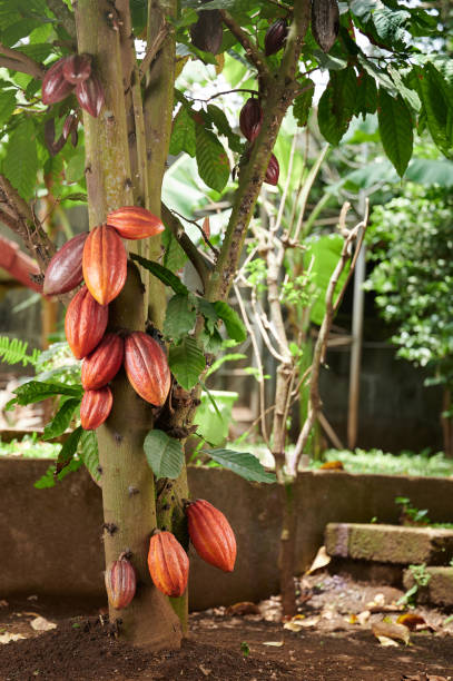 istock Orange clean cacao pods 1474622346