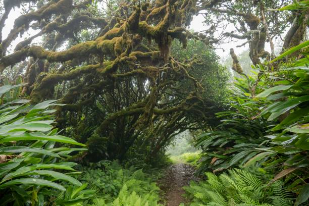 Cloud forest made by Charles Darwin in 19 century, Ascension island