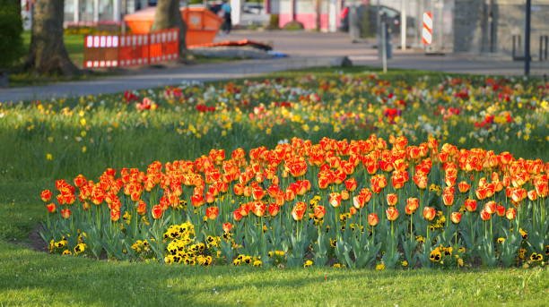 istock Tulip flowers on a meadow 1474622436