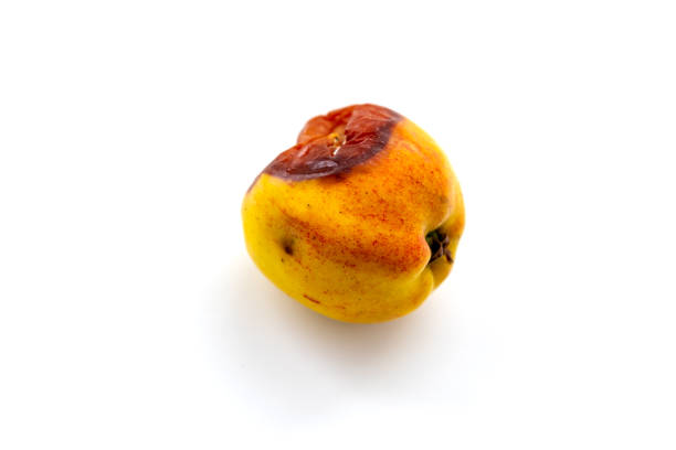 A rotten apple isolated in white background. Rotten apple concept. Decay in nature.