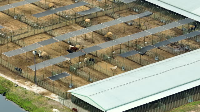 Aerial view of feedyard with meat cows. Feeding of cattle on farm feedlot