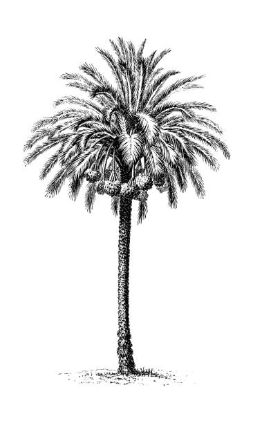 Date palm tree, isolated on white Antique engraving of a date palm. fruit of coconut tree stock illustrations