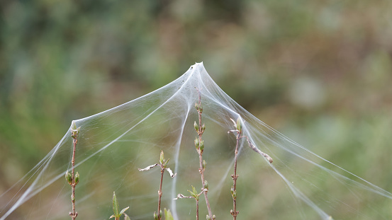 Extreme closeup photo of shining silver dewdrops hanging on a spiderweb in the bush in Autumn. Uralla, New England high country, NSW. Soft focus background.