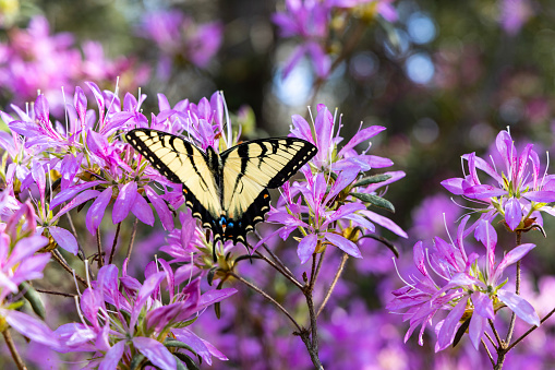 Yellow Swallowtail Butterfly on Azalea Blooms