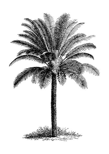 illustrazioni stock, clip art, cartoni animati e icone di tendenza di palma bianca e nera, isolata su bianco - white background fruit vacations nature