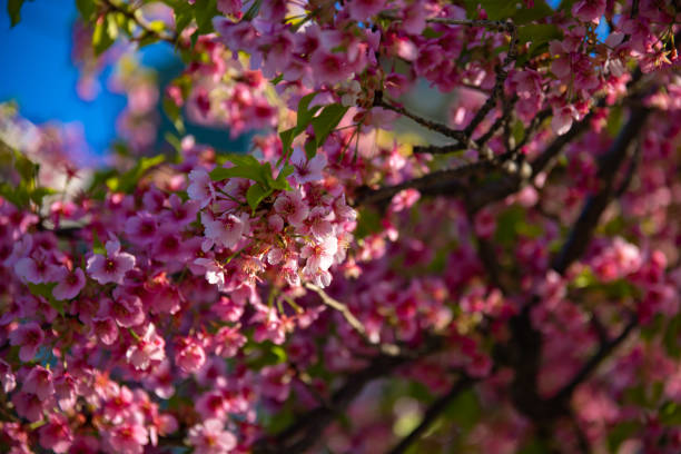 istock Kawazu cherry blossoms in spring season close up 1474625071