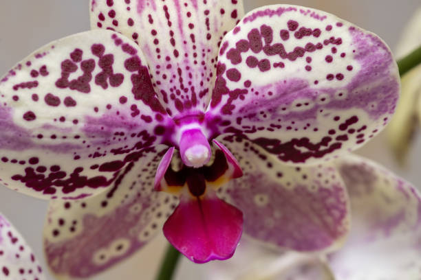 Orchid Flower March 2023: Close-up of Phalaenopsis, Moth Orchid Flower phalaenopsis orchidee stock pictures, royalty-free photos & images