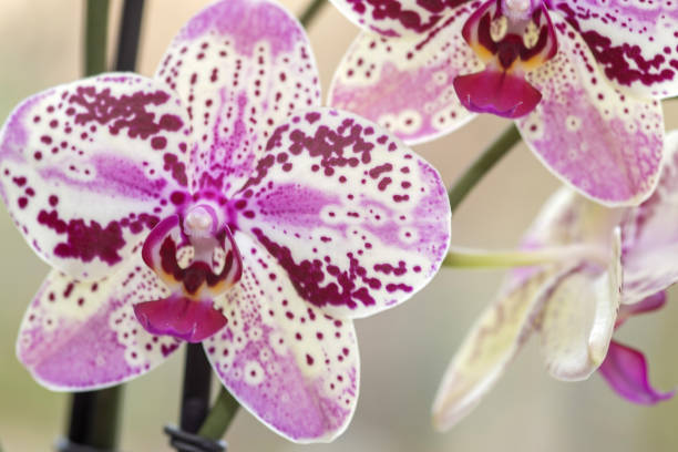 Orchid Flower March 2023: Close-up of Phalaenopsis, Moth Orchid Flower phalaenopsis orchidee stock pictures, royalty-free photos & images