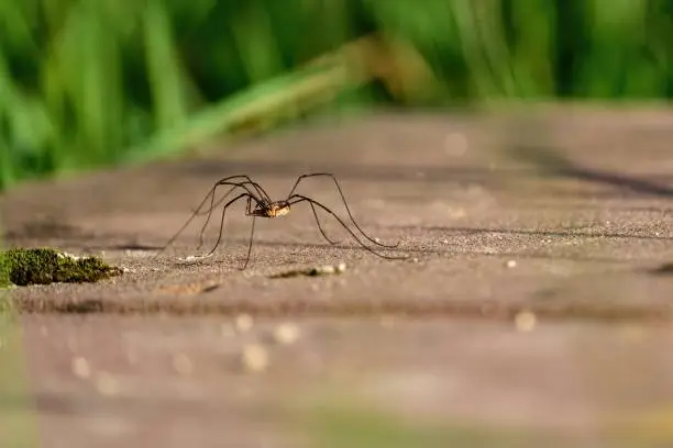 Photo of a common harvestman with long spread legs and scissors