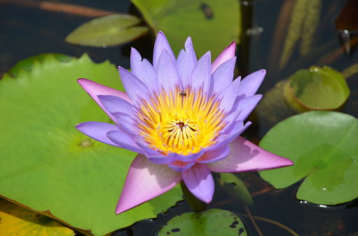 Water lilly in a pond
