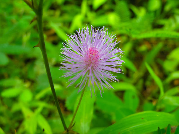 Mimosa flower Wild flower - Touch me not plant, Mimosa Pudica, or Shame Plant mimosa pigra stock pictures, royalty-free photos & images