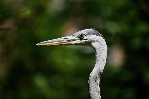 Ardea cinerea, grey heron, long-legged wading bird