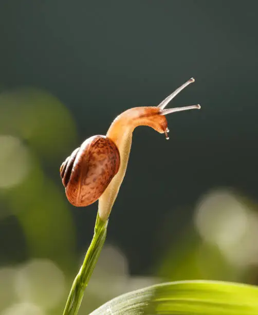 Photo of Snail look down from grass top