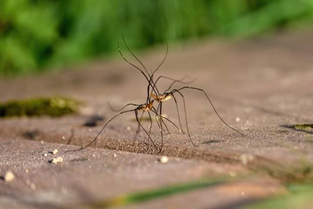 istock two fighting harvestmen with long spread legs and scissors 1474628032