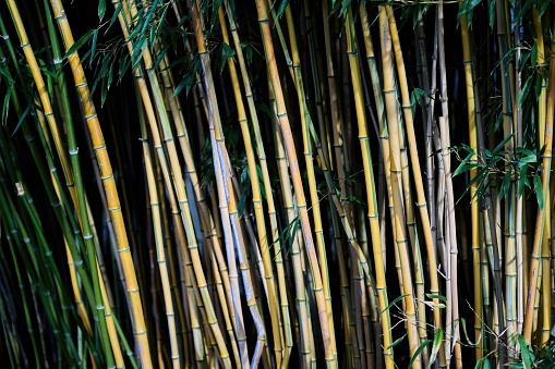 Bambusa plants