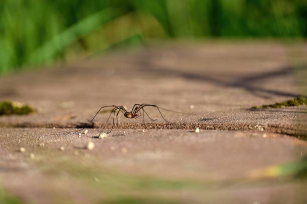Phalangium opilio, Common harvestman, daddy longlegs, harvestman, Phalangiidae