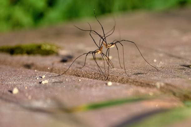 istock two fighting harvestmen with long spread legs and scissors 1474628401