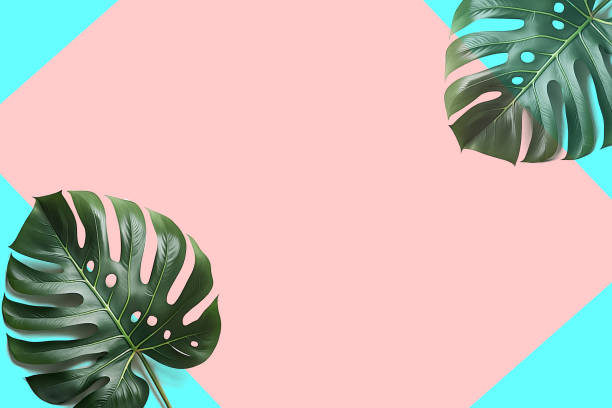 istock Tropical natural leaves Monstera on light pink background. 1474629055