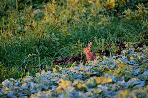 European hare (Lepus europaeus) jumping over a puddle.