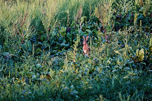 Summer meadow with rabbit under the tree