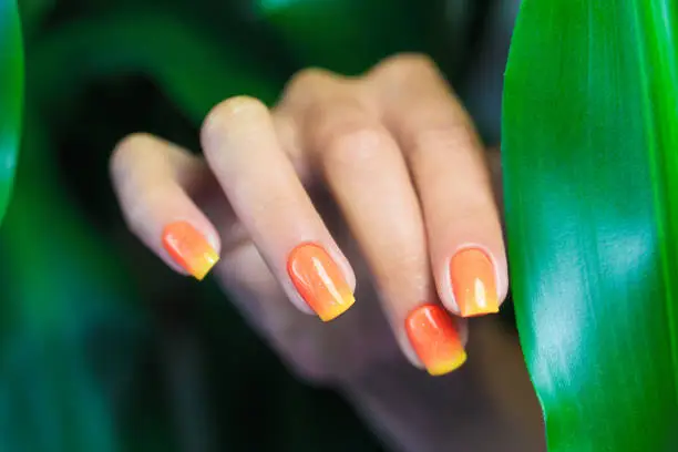 Bright orange nail polish manicure. Female hand hold tropical plant leaf.