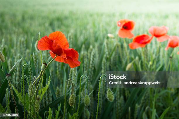 Poppies In Wheat Field Stock Photo - Download Image Now - Cereal Plant, Flower, Horizontal