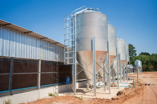 Chicken farm grain storage silos for the storage of poultry feed under blue sky