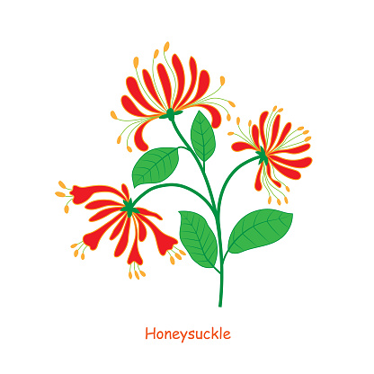 Orange honeysuckle flowers with leaves with stem isolated on a white background. File is arranged in groups and layers for easy editing. EPS 10 RGB color.