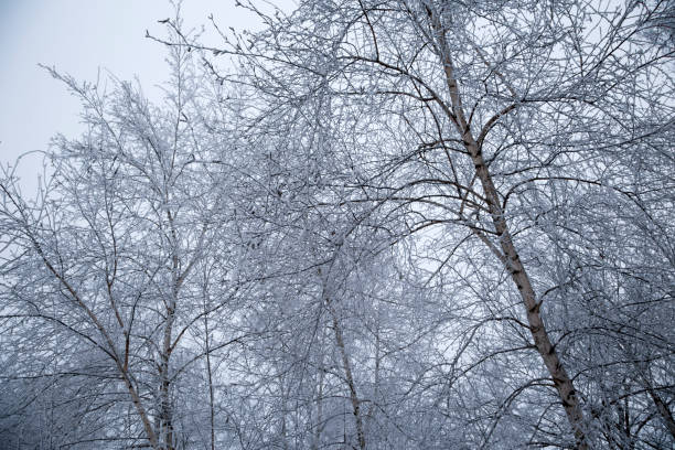 istock Winter landscape with winter trees covered with white snow 1474632191