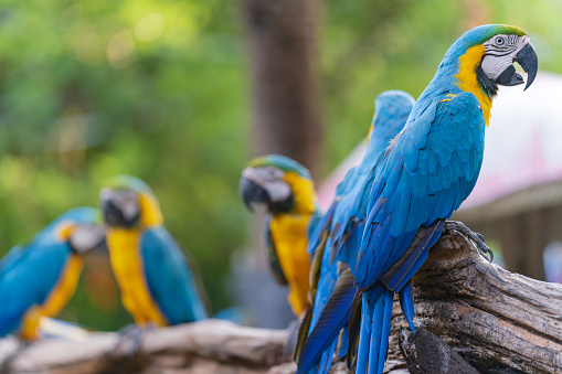 Group of colorful macaw on branches, Wildlife from tropical forest nature