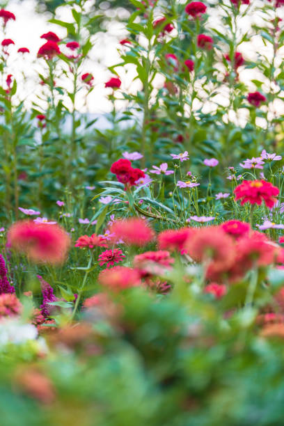 istock Flowers in a beautiful garden 1474633660