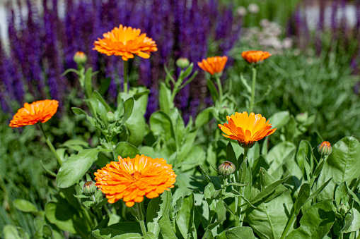 Orange chrysanthemums next to the stone path in the yard