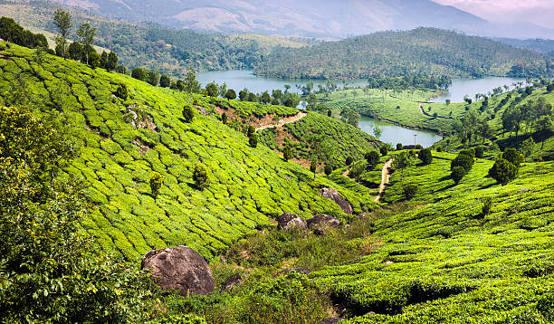 istock Tea plantation, lakes, Munnar, Kerala, India 147463443