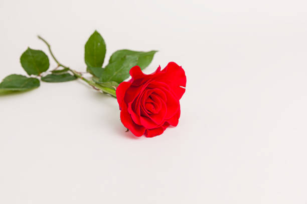 istock Blooming red rose flower isolated on white background 1474634537
