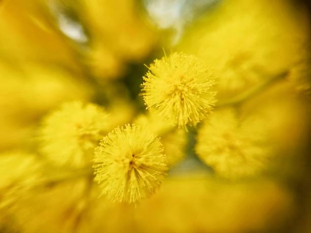 istock Mimosa flower, Acacia Dealbata 1474634805