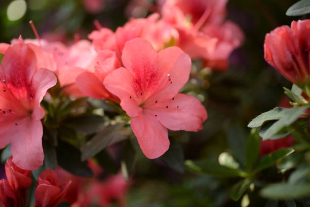 istock blurry bright summer floral background, flower texture, bright colorful azalea background, red azalea flowers close-up, pink flowers close-up, flower background flowery summer texture for backgrounds 1474635209