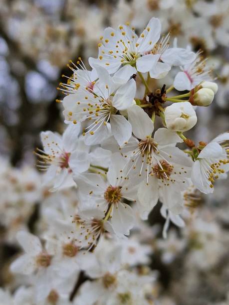 istock White Sour Cherry Tree Flowers on branch in springtime. Prunus cerasus. 1474636587