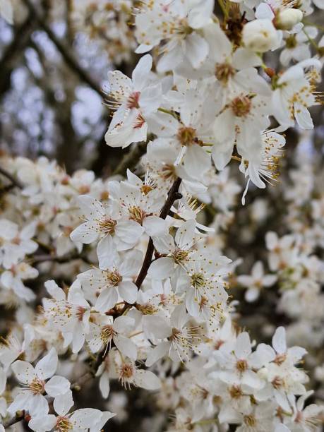 istock White Sour Cherry Tree Flowers on branch in springtime. Prunus serasus. 1474636590