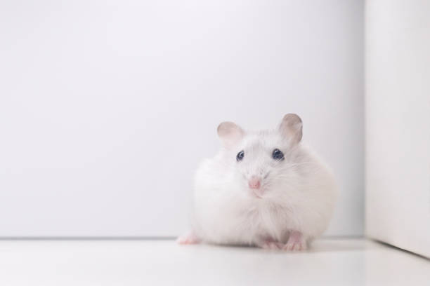 A hamster