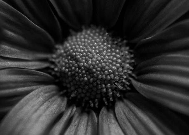 istock closeup Flower in B&W 1474638349