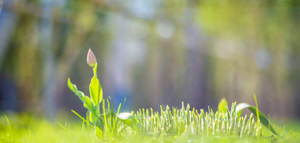 sprouts of young barley or wheat that have just sprouted in the soil - barley grass seedling green imagens e fotografias de stock